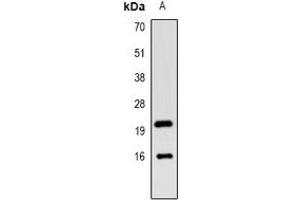Western blot analysis of LC3B expression in mouse kidney (A) whole cell lysates. (LC3B antibody)