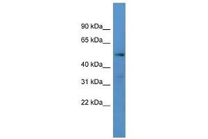 Western Blot showing CYP24A1 antibody used at a concentration of 1-2 ug/ml to detect its target protein. (CYP24A1 antibody  (C-Term))