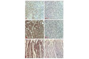 Immunohistochemical staining of human tissue using anti-FGF-21 (human), pAb  at 1:5000 dilution. (FGF21 antibody)