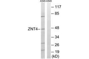 Western blot analysis of extracts from A549 cells, using SLC30A4 Antibody. (SLC30A4 antibody  (AA 71-120))