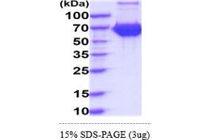 SDS-PAGE (SDS) image for Interleukin 7 Receptor (IL7R) (AA 21-239) protein (hIgG-His-tag) (ABIN6388135) (IL7R Protein (AA 21-239) (hIgG-His-tag))