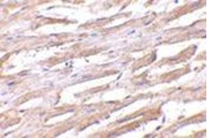 Immunohistochemistry of Unc93b in human heart with this product at 2. (UNC93B1 antibody  (N-Term))