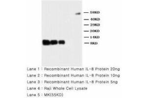 Image no. 2 for anti-Interleukin 8 (IL8) (AA 77-95) antibody (ABIN1493488) (IL-8 antibody  (AA 77-95))