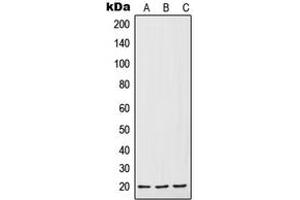 Western blot analysis of IL-7 expression in HepG2 (A), Raw264.