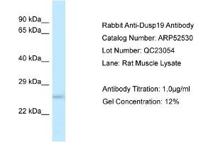 Western Blotting (WB) image for anti-Dual Specificity Phosphatase 19 (DUSP19) (N-Term) antibody (ABIN2784969) (DUSP19 antibody  (N-Term))