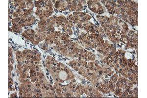 Image no. 2 for anti-Kallikrein 8 (KLK8) antibody (ABIN1498969) (Kallikrein 8 antibody)