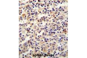 IGF2BP2 antibody(C-term) immunohistochemistry analysis in formalin fixed and paraffin embedded human spleen tissue followed by peroxidase conjugation of the secondary antibody and DAB staining. (IGF2BP2 antibody  (C-Term))