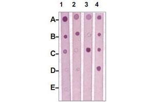 Dot Blot : 1 ug peptide was blot onto NC membrane. (MST1R antibody  (pTyr1238, pTyr1239))