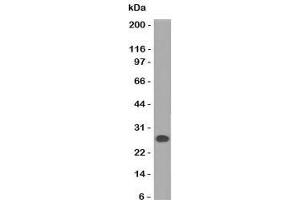 Western blot of human Intestinal lysate using Lambda Light Chain antibody (HP6054). (Mouse anti-Human lambda Light Chain (Lambda-IgLC) Antibody)