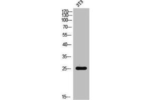Western Blot analysis of 3T3 cells using Rac1/2/3/CDC42 Polyclonal Antibody (RAC1 antibody  (Ser71))