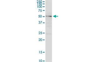 PIP5K1A MaxPab rabbit polyclonal antibody.