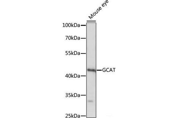 GCAT antibody