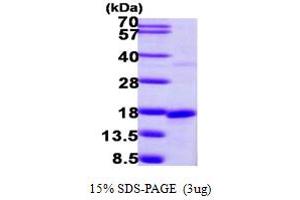 SDS-PAGE (SDS) image for Small Nuclear Ribonucleoprotein D2 Polypeptide 16.5kDa (SNRPD2) (AA 1-118) protein (His tag) (ABIN667881) (SNRPD2 Protein (AA 1-118) (His tag))