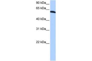 Western Blotting (WB) image for anti-Thyroid Hormone Receptor Interactor 6 (TRIP6) antibody (ABIN2463435) (TRIP6 antibody)