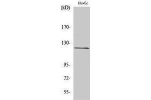 Western Blotting (WB) image for anti-FERM, RhoGEF and Pleckstrin Domain Protein 2 (FARP2) (Internal Region) antibody (ABIN3184625) (FARP2 antibody  (Internal Region))