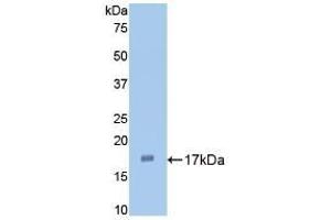 Detection of Recombinant IL1a, Rabbit using Polyclonal Antibody to Interleukin 1 Alpha (IL1a) (IL1A antibody  (AA 132-267))