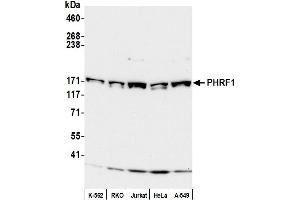 Western Blotting (WB) image for anti-PHD and Ring Finger Domains 1 (PHRF1) (AA 1400-1450) antibody (ABIN7451957) (PHRF1 antibody  (AA 1400-1450))
