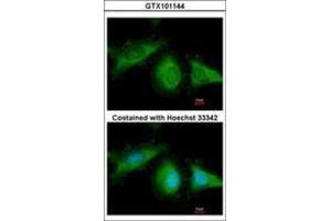 Image no. 1 for anti-Heat Shock 70kDa Protein 8 (HSPA8) (AA 520-645) antibody (ABIN467425) (Hsc70 antibody  (AA 520-645))
