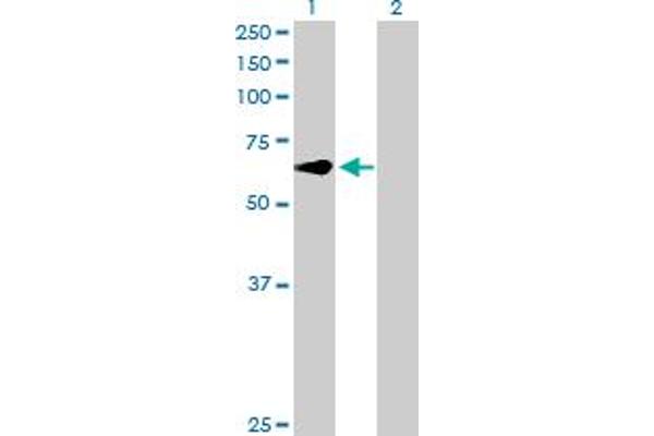 CREB5 antibody  (AA 1-508)