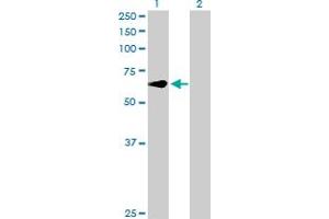 Western Blot analysis of CREB5 expression in transfected 293T cell line by CREB5 MaxPab polyclonal antibody.