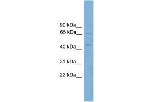 WB Suggested Anti-FOXD4  Antibody Titration: 0. (FOXD4 antibody  (Middle Region))