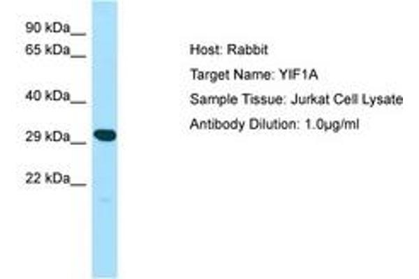 YIF1A antibody  (AA 25-74)