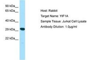 YIF1A Antikörper  (AA 25-74)
