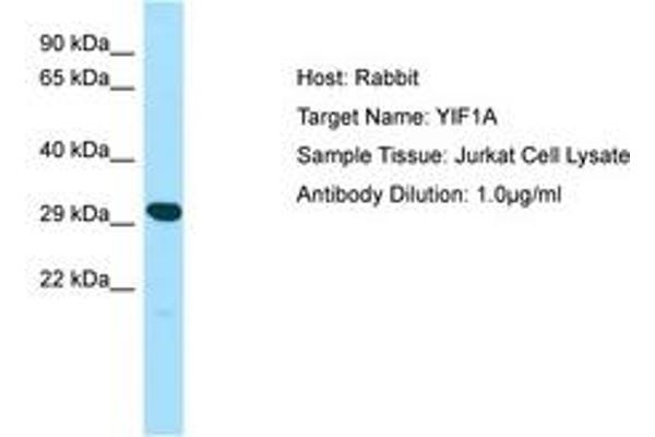 YIF1A Antikörper  (AA 25-74)