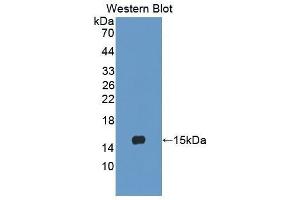 Western Blotting (WB) image for anti-Lymphocyte Antigen 96 (LY96) (AA 19-130) antibody (ABIN3202886) (LY96 antibody  (AA 19-130))