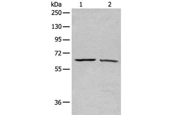 ATAD3A antibody