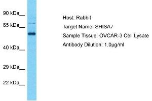 Host: Rabbit Target Name: SHISA7 Sample Tissue: Human OVCAR-3 Whole Cell Antibody Dilution: 1ug/ml (SHISA7 antibody  (Middle Region))