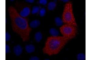 Immunofluorescence staining of 293 cells transfected with a VSV-G-tag protein using antibody (Red) and DAPI (Blue).