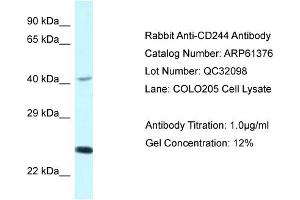 Western Blotting (WB) image for anti-Natural Killer Cell Receptor 2B4 (CD244) (C-Term) antibody (ABIN2788782) (2B4 antibody  (C-Term))