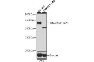 Western blot analysis of extracts from normal (control) and BRG1/BRG1/SM knockout (KO) 293T cells, using BRG1/BRG1/SM antibody (ABIN6133730, ABIN6148100, ABIN6148101 and ABIN7101348) at 1:500 dilution. (SMARCA4 antibody  (AA 30-130))