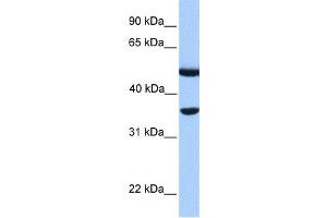 Western Blotting (WB) image for anti-DnaJ (Hsp40) Homolog, Subfamily B, Member 6 (DNAJB6) antibody (ABIN2459535) (DNAJB6 antibody)