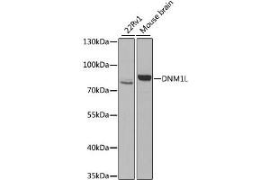 Western blot analysis of extracts of various cell lines, using DNM1L antibody. (Dynamin 1-Like antibody)