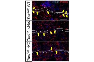 anti-Discs, Large Homolog 4 (Drosophila) (DLG4) (AA 77-299), (PDZ Domain) antibody