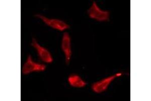 ABIN6276193 staining HT29 by IF/ICC. (OR8S1 antibody  (Internal Region))
