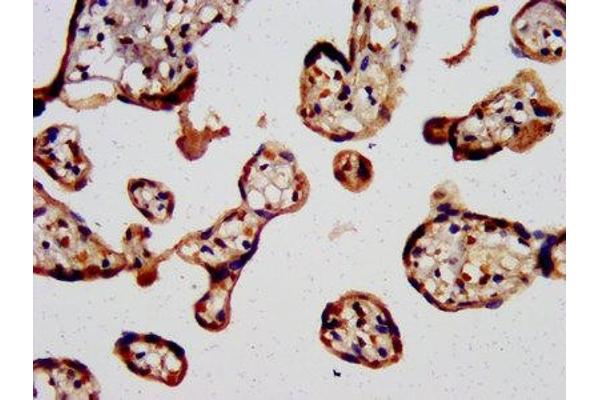 SLC7A2 antibody  (AA 604-658)