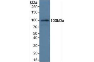 Figure. (C7 antibody  (AA 1-144))