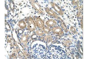 Image no. 1 for anti-BSD Domain Containing 1 (BSDC1) (AA 84-133) antibody (ABIN203469) (BSDC1 antibody  (AA 84-133))