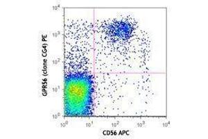 Flow Cytometry (FACS) image for anti-G Protein-Coupled Receptor 56 (GPR56) antibody (PE) (ABIN2662736) (GPR56 antibody  (PE))