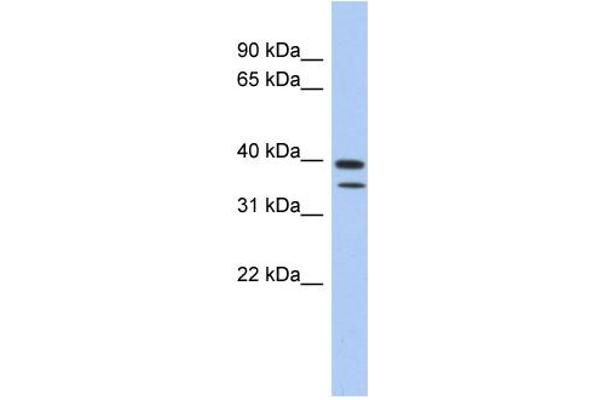 C4ORF23 antibody  (N-Term)