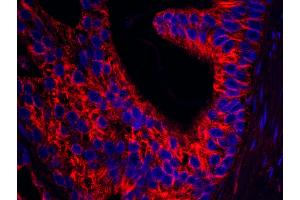 Immunofluorescence (IF) image for anti-Septin 9 (SEPT9) (AA 536-586) antibody (ABIN7449022) (Septin 9 antibody  (AA 536-586))