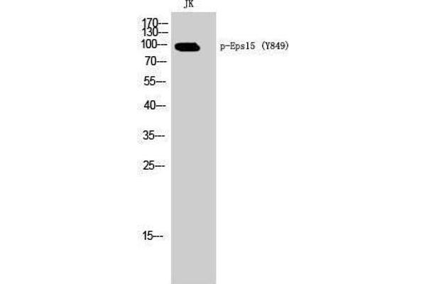 EPS15 anticorps  (pTyr849)