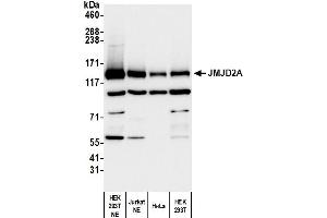 Western Blotting (WB) image for anti-Lysine (K)-Specific Demethylase 4A (KDM4A) (C-Term) antibody (ABIN7450380) (KDM4A antibody  (C-Term))