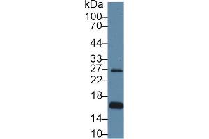 Western Blot; Sample: Human Hela cell lysate; Primary Ab: 1µg/ml Rabbit Anti-Human AQP2 Antibody Second Ab: 0. (AQP2 antibody  (AA 177-271))