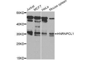 Western blot analysis of extracts of various cell lines, using HNRNPCL1 Antibody (ABIN5995850) at 1/1000 dilution. (HNRNPCL1 antibody)