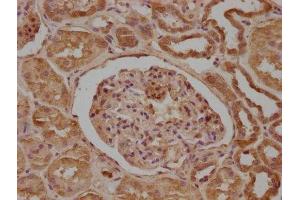 IHC image of ABIN7165849 diluted at 1:200 and staining in paraffin-embedded human kidney tissue performed on a Leica BondTM system. (NDRG1 antibody  (AA 136-394))
