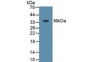 Detection of Recombinant EGF, Porcine using Polyclonal Antibody to Epidermal Growth Factor (EGF) (EGF antibody  (AA 970-1023))